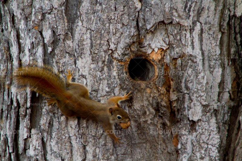 écureuil grimpe dans arbre pour atteindre son nid