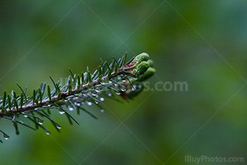 Dew drops on spruce branch tip